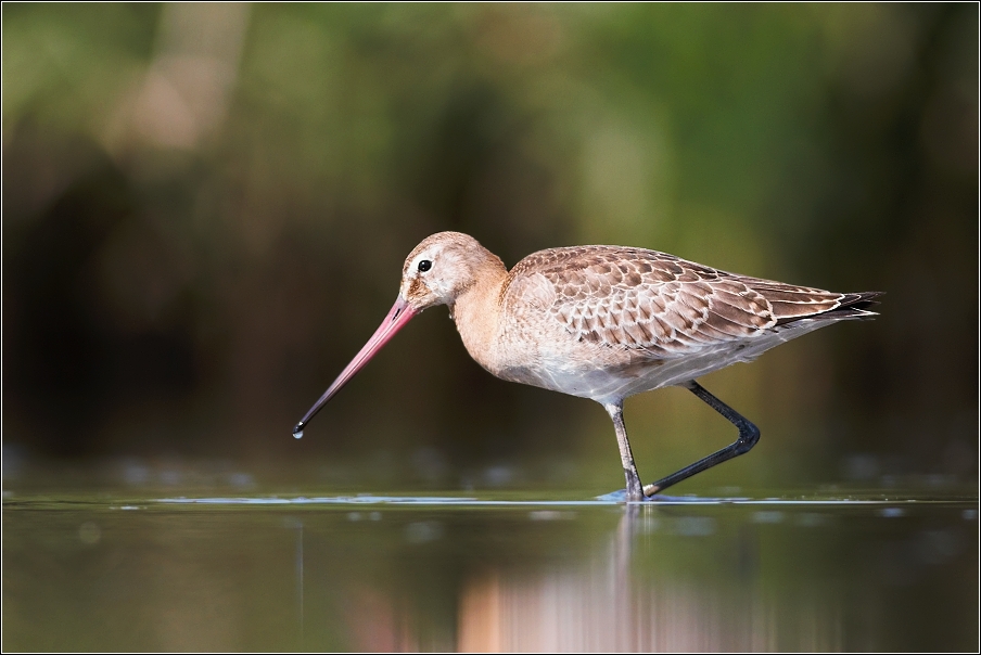 Břehouš černoocasý ( Limosa limosa )