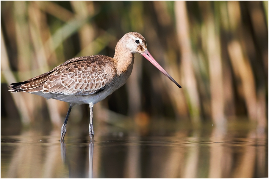 Břehouš černoocasý ( Limosa limosa )