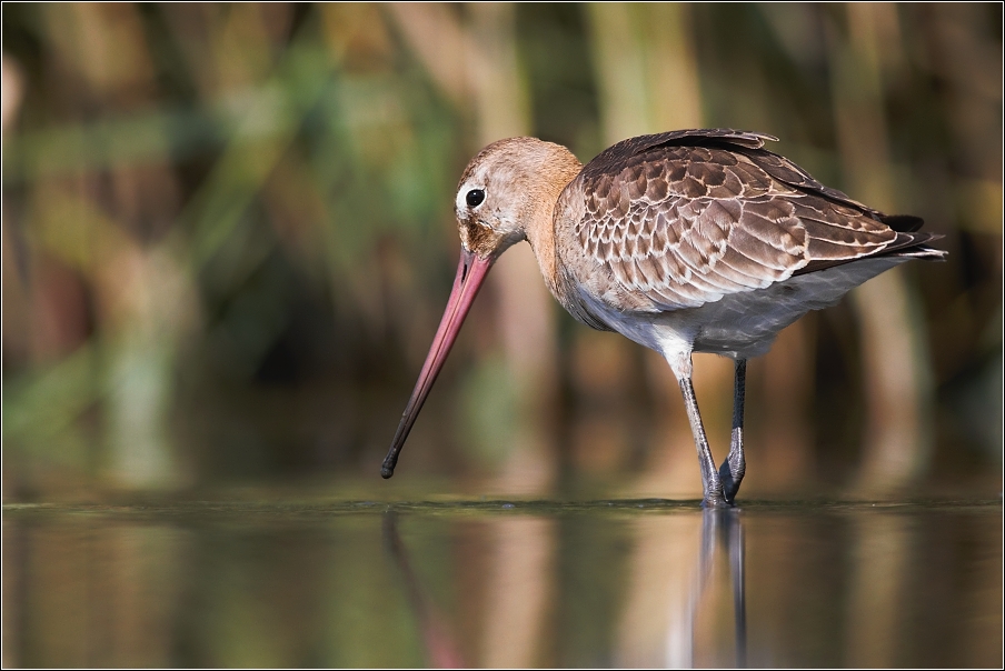 Břehouš černoocasý ( Limosa limosa )