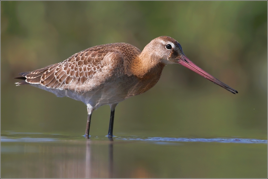 Břehouš černoocasý ( Limosa limosa )