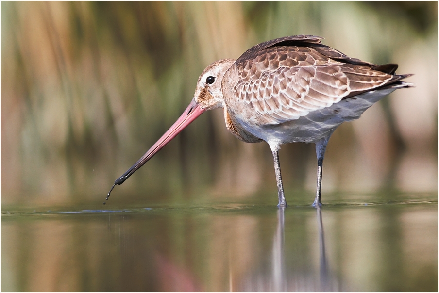 Břehouš černoocasý ( Limosa limosa )