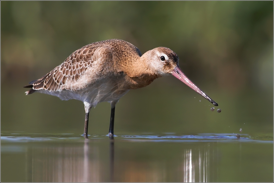 Břehouš černoocasý ( Limosa limosa )