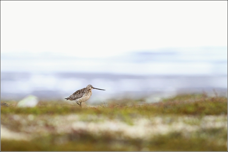 Břehouš rudý  ( Limosa lapponica )