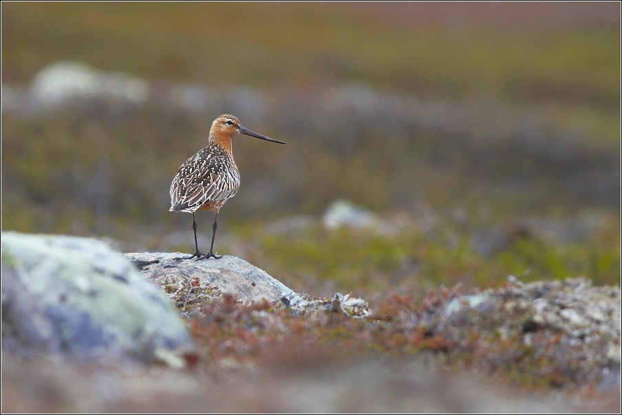 Břehouš rudý  ( Limosa lapponica )