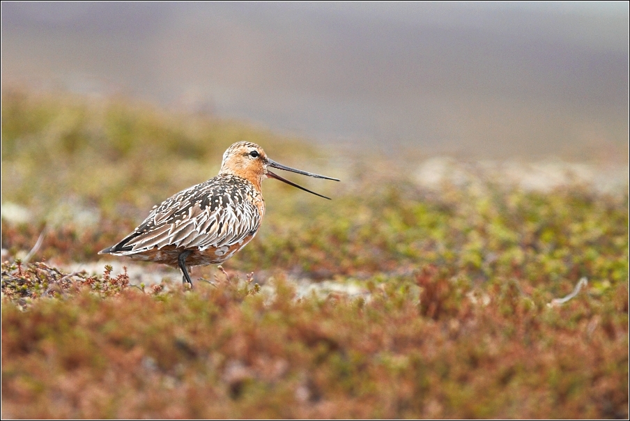 Břehouš rudý  ( Limosa lapponica )