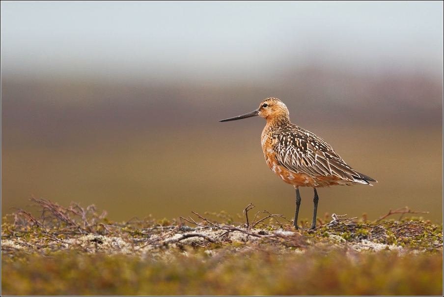 Břehouš rudý  ( Limosa lapponica )