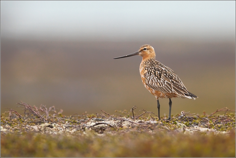 Břehouš rudý  ( Limosa lapponica )