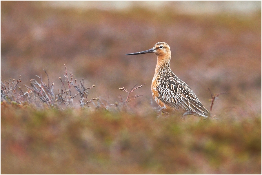 Břehouš rudý  ( Limosa lapponica )