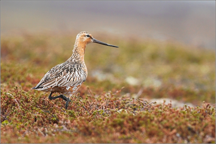 Břehouš rudý  ( Limosa lapponica )