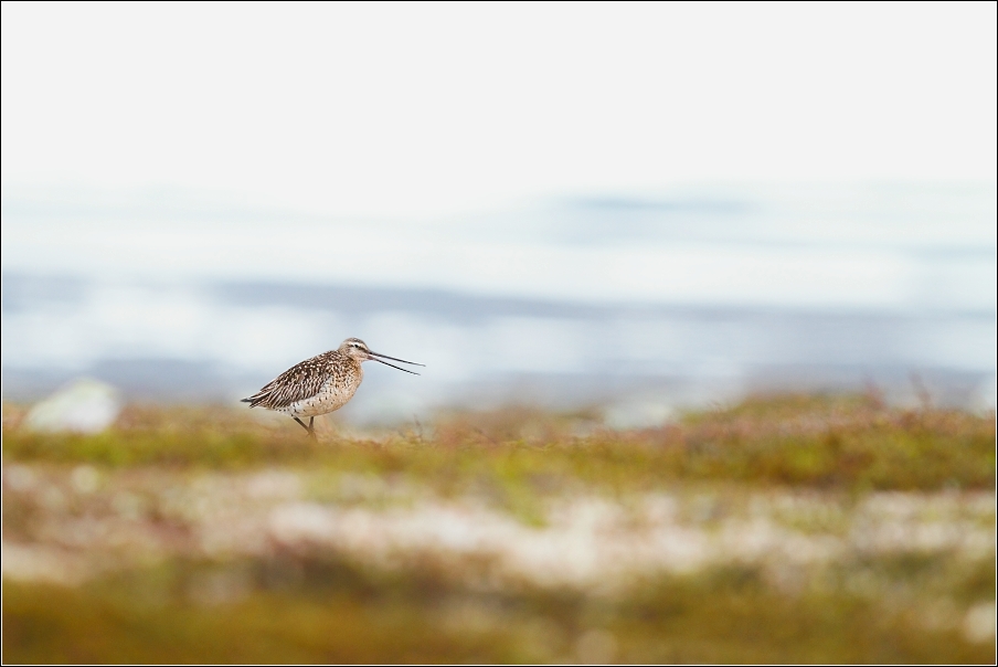 Břehouš rudý  ( Limosa lapponica )