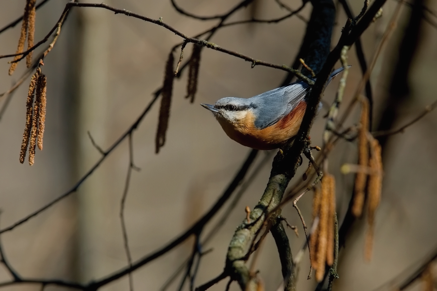 Brhlík lesní ( Sitta europaea )