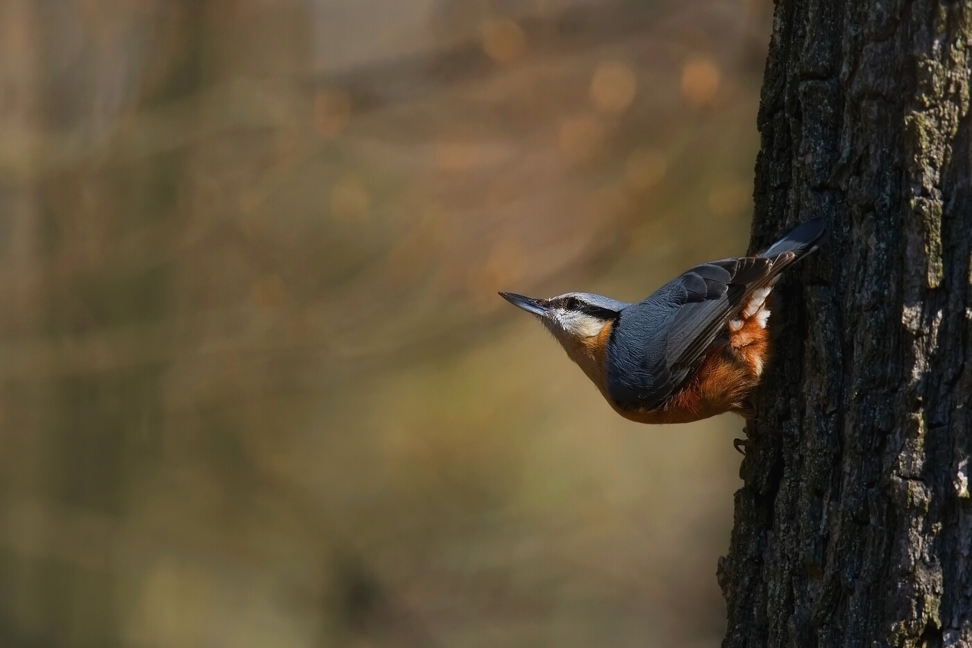 Brhlík lesní ( Sitta europaea )