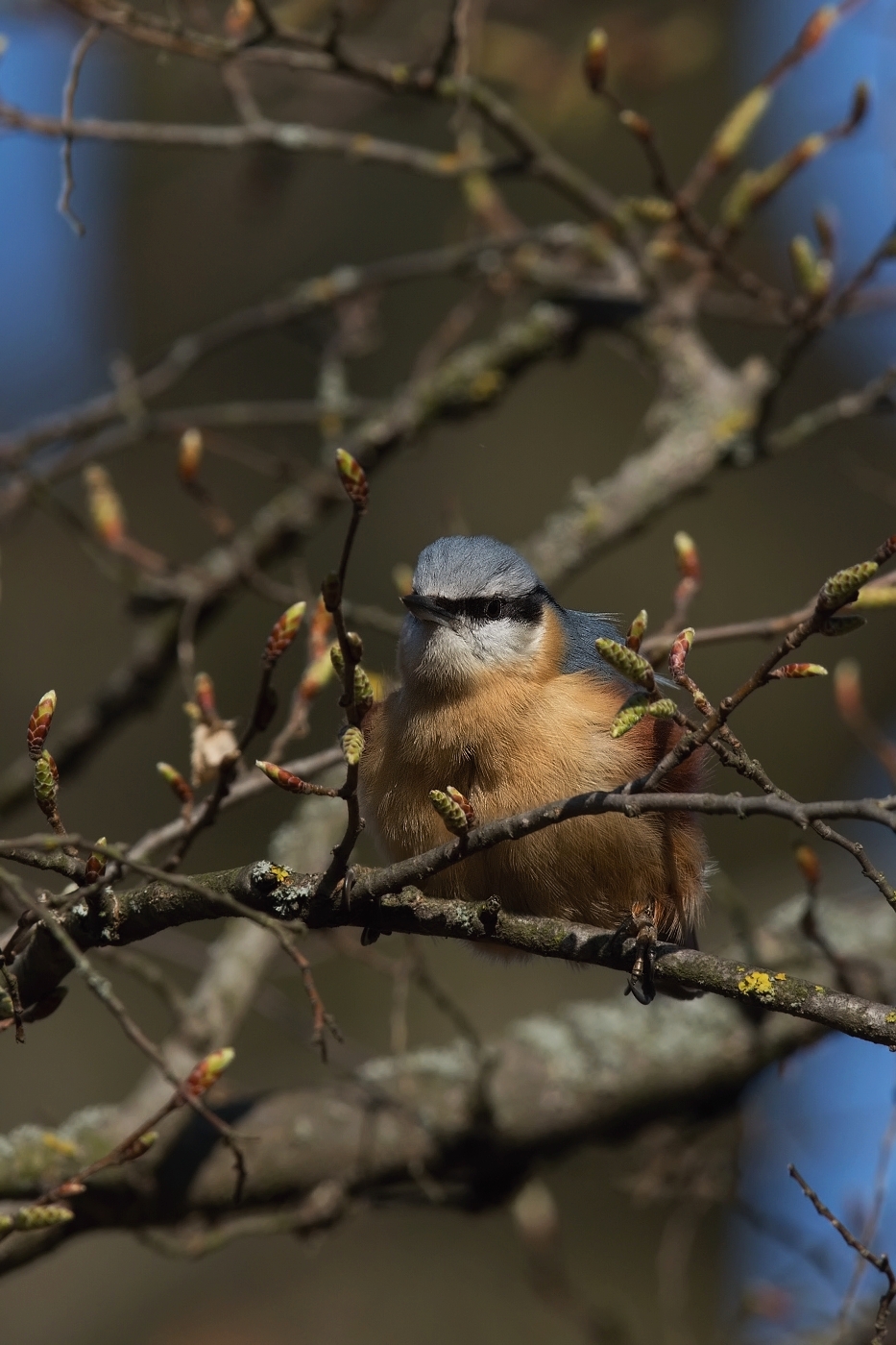 Brhlík lesní ( Sitta europaea )