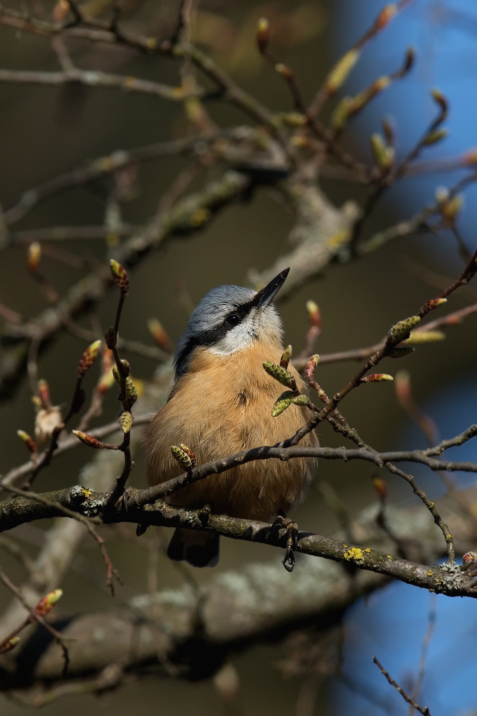 Brhlík lesní ( Sitta europaea )