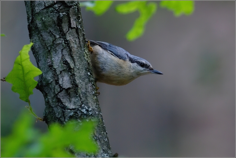 Brhlík lesní  ( Sitta europaea )