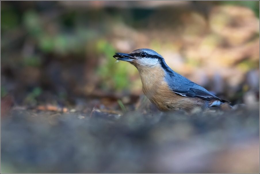 Brhlík lesní  ( Sitta europaea )