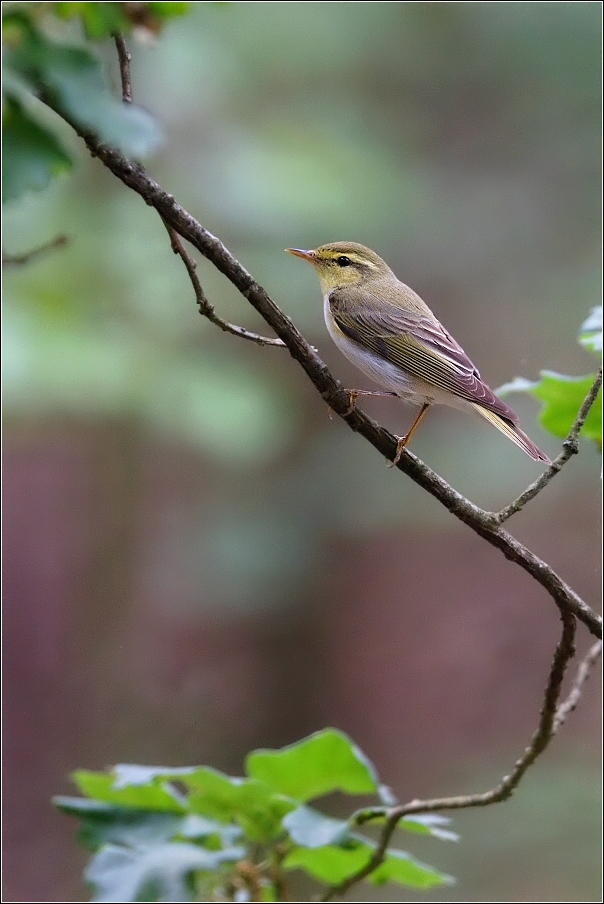 Budníček lesní  ( Phylloscopus sibilatrix )