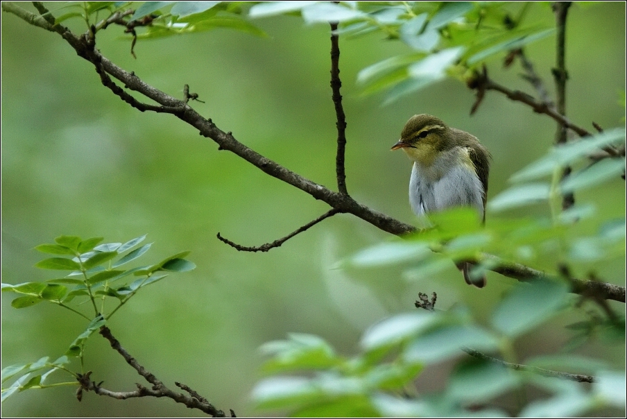 Budníček lesní  ( Phylloscopus sibilatrix )