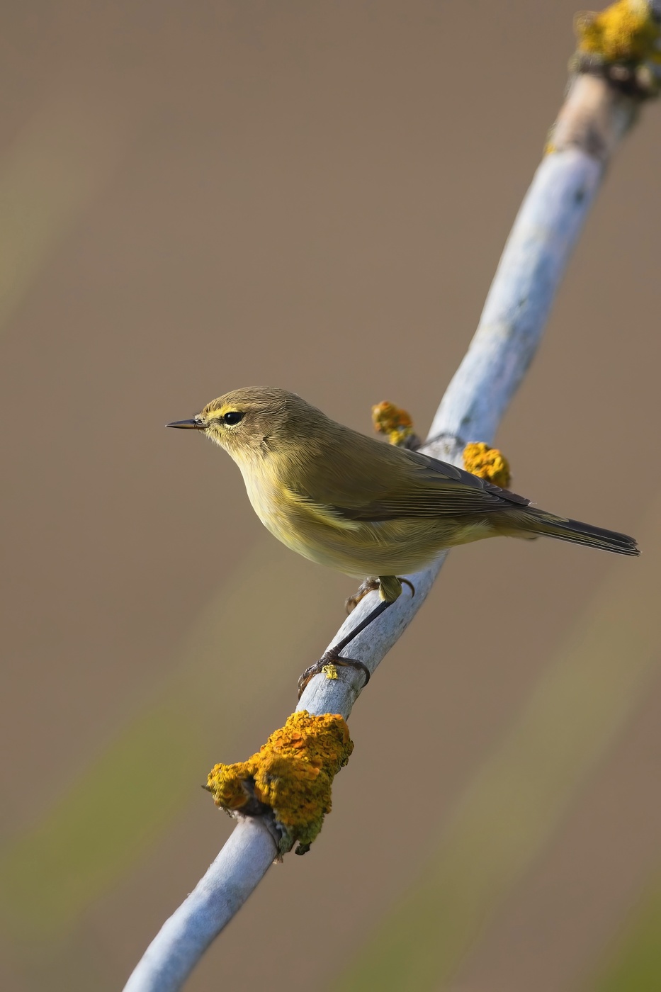 Budníček menší  ( Phylloscopus collybita )