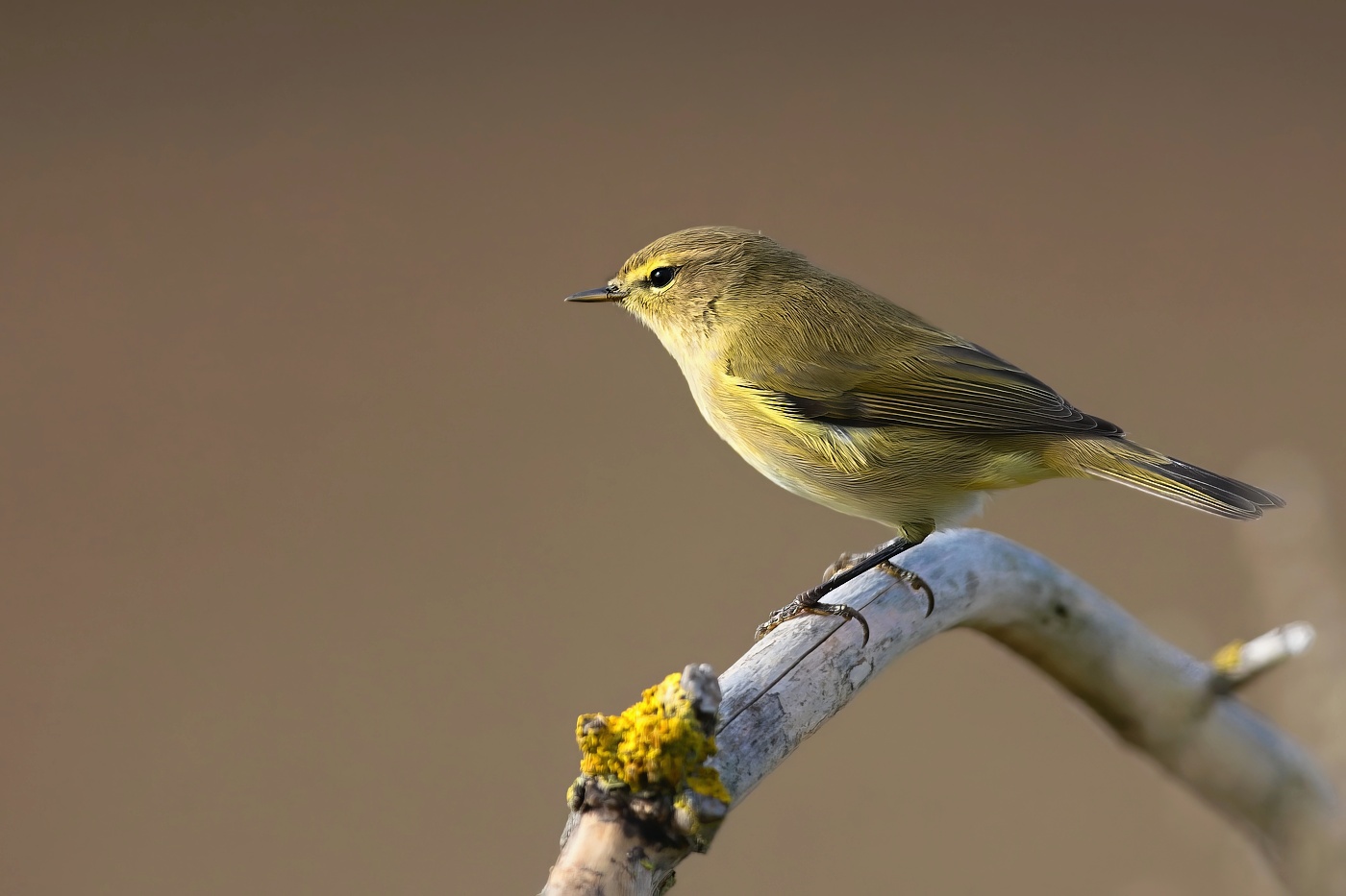 Budníček menší  ( Phylloscopus collybita )