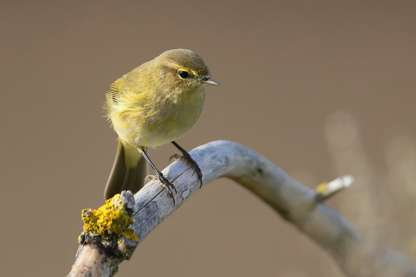 Budníček menší  ( Phylloscopus collybita )