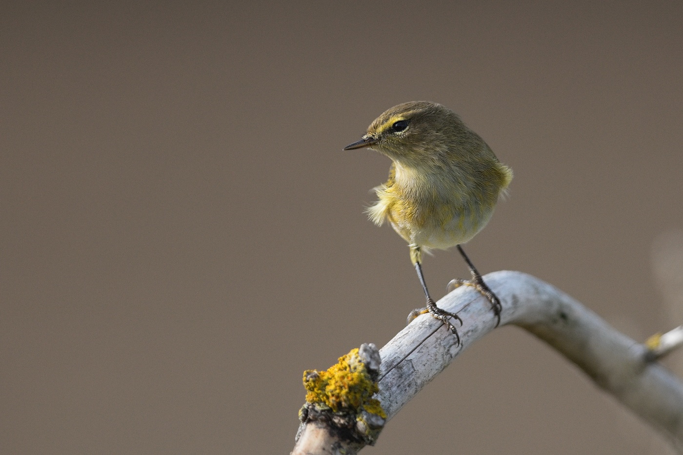 Budníček menší  ( Phylloscopus collybita )