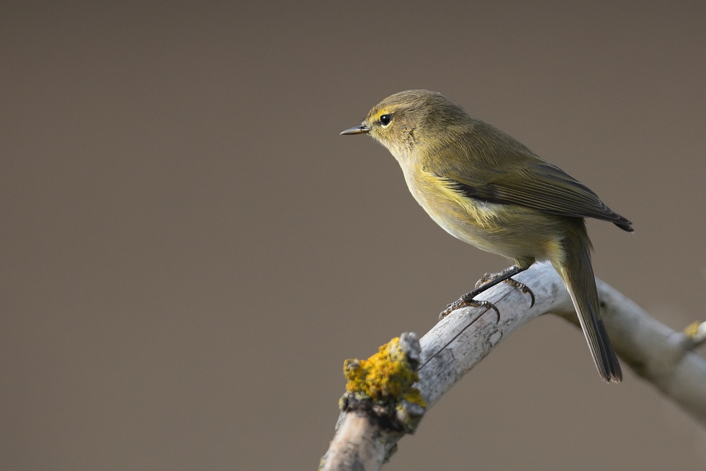 Budníček menší  ( Phylloscopus collybita )