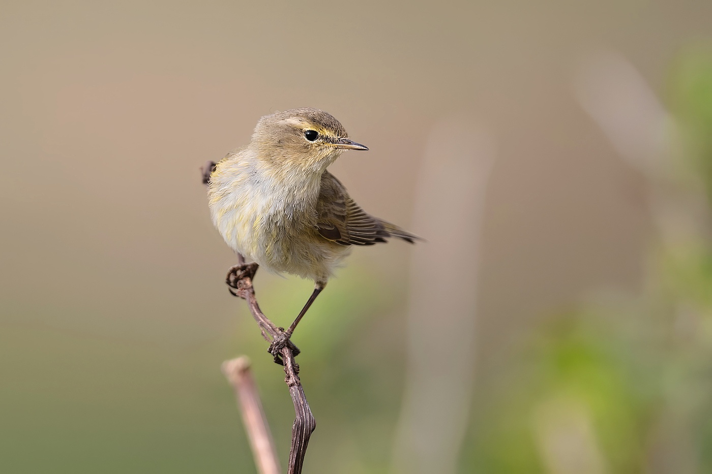 Budníček menší  ( Phylloscopus collybita )