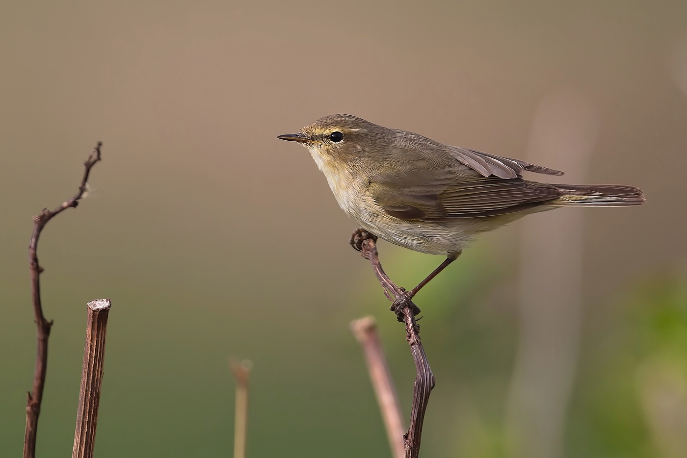 Budníček menší  ( Phylloscopus collybita )