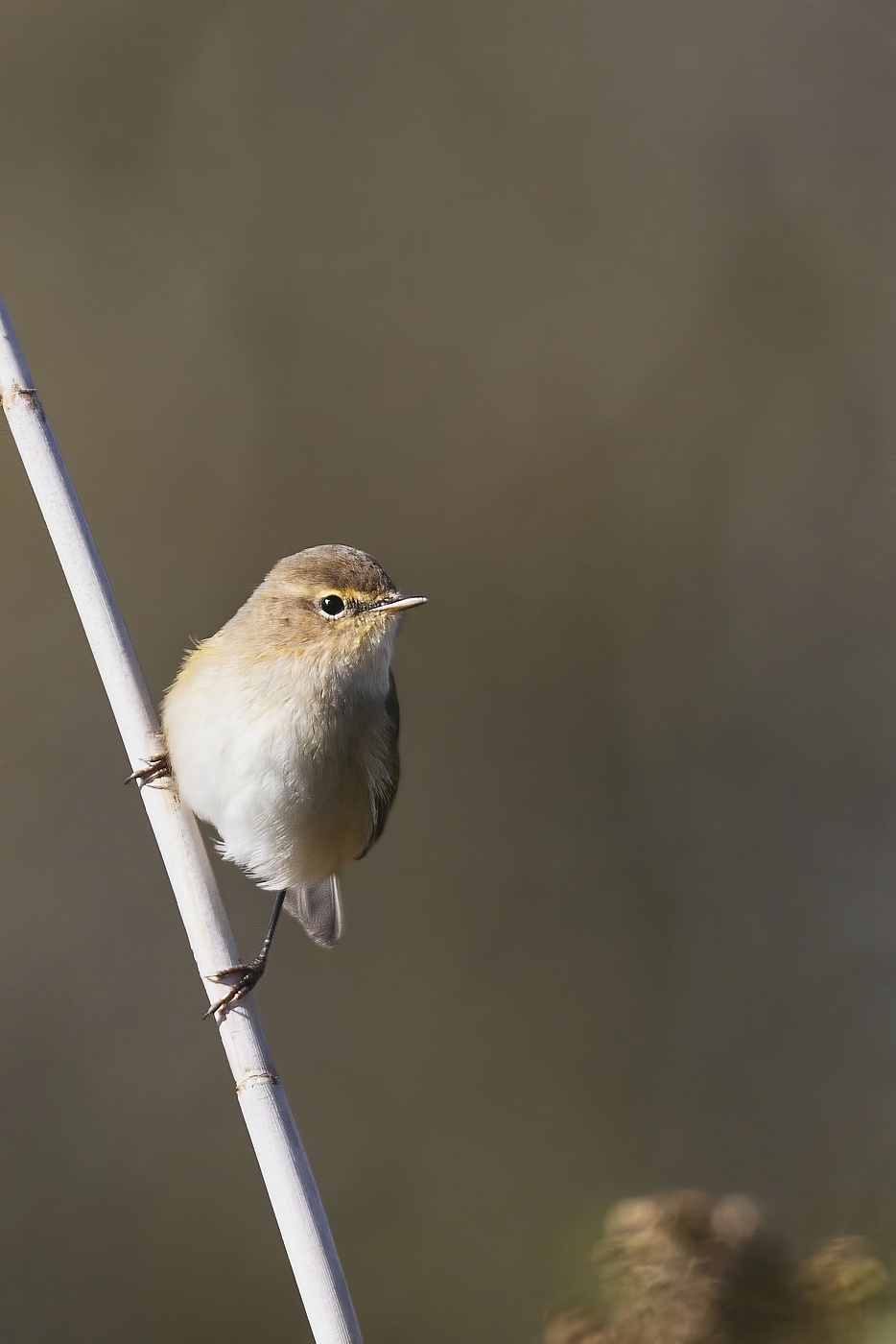 Budníček menší  ( Phylloscopus collybita )