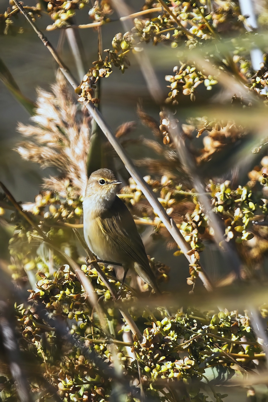 Budníček menší  ( Phylloscopus collybita )