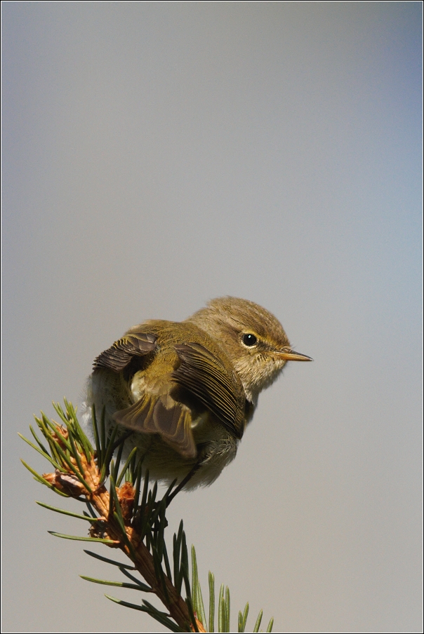 Budníček menší  ( Phylloscopus collybita )