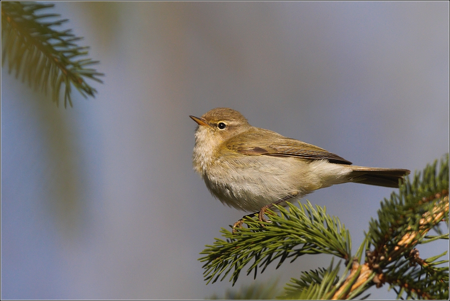 Budníček menší  ( Phylloscopus collybita )