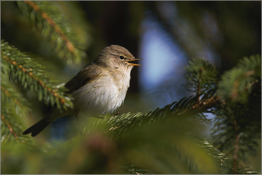 Budníček menší  ( Phylloscopus collybita )