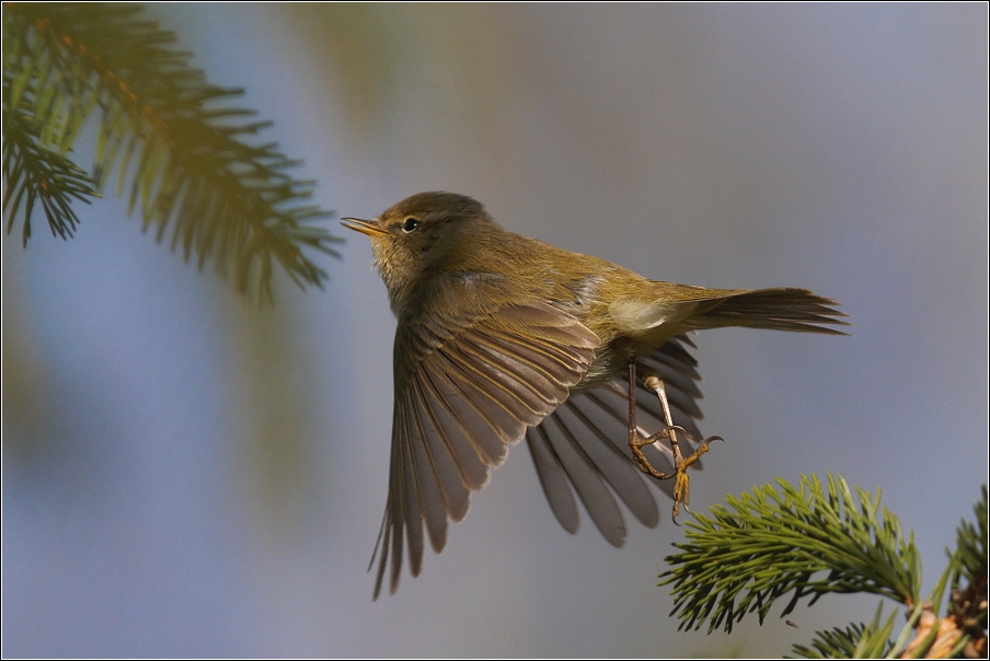 Budníček menší  ( Phylloscopus collybita )