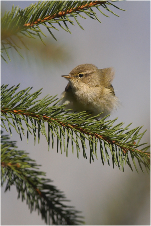 Budníček menší  ( Phylloscopus collybita )