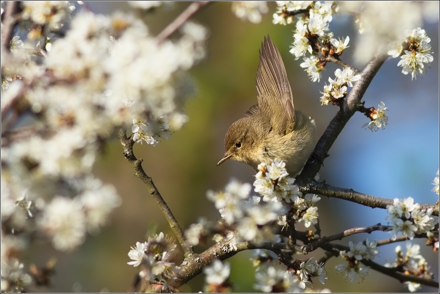 Budníček menší  ( Phylloscopus collybita )