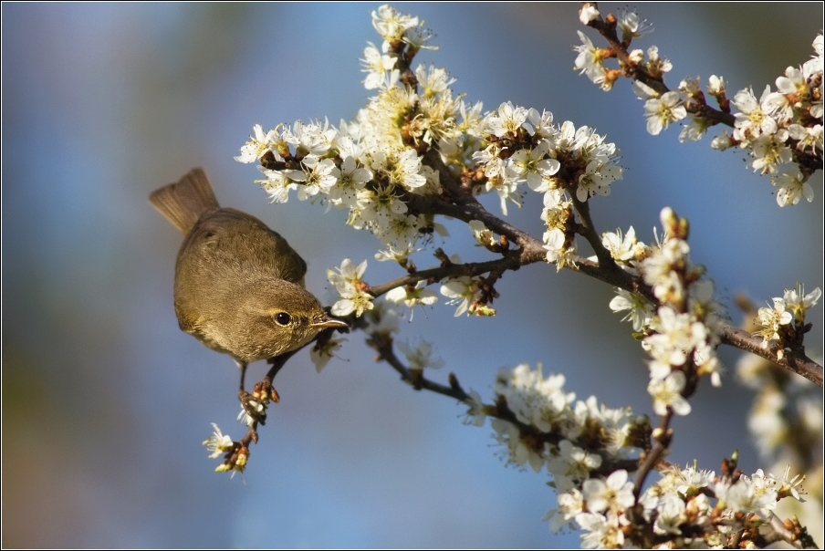 Budníček menší  ( Phylloscopus collybita )