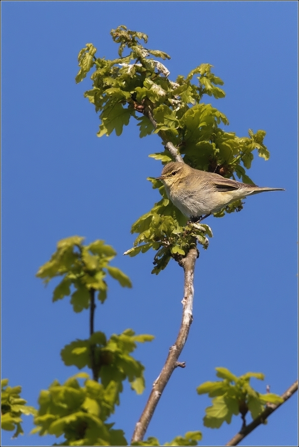 Budníček větší  (  Phylloscopus trochilus )