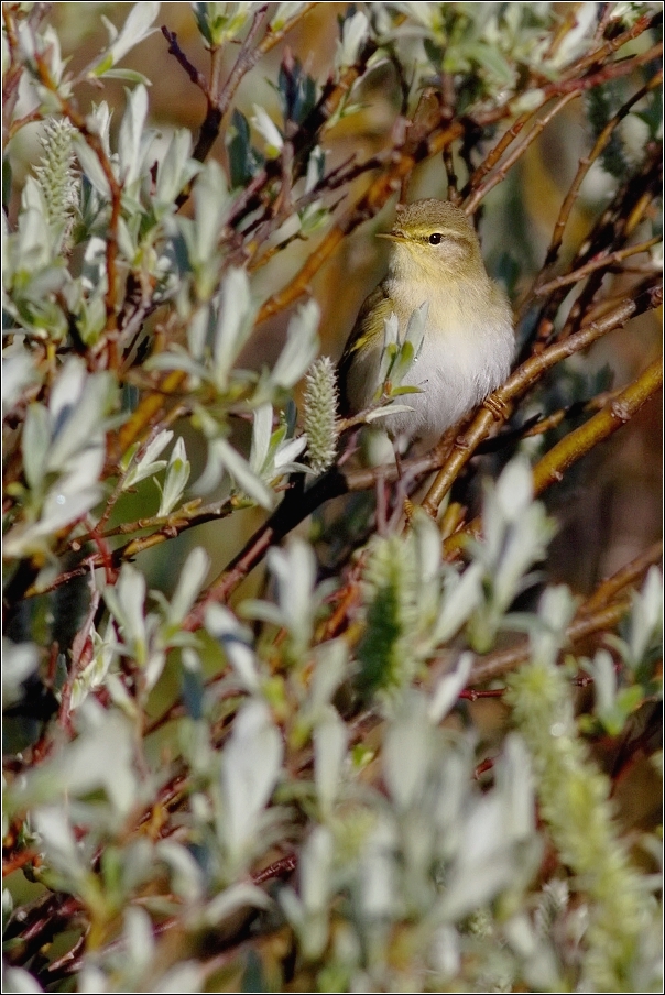 Budníček větší  (  Phylloscopus trochilus )