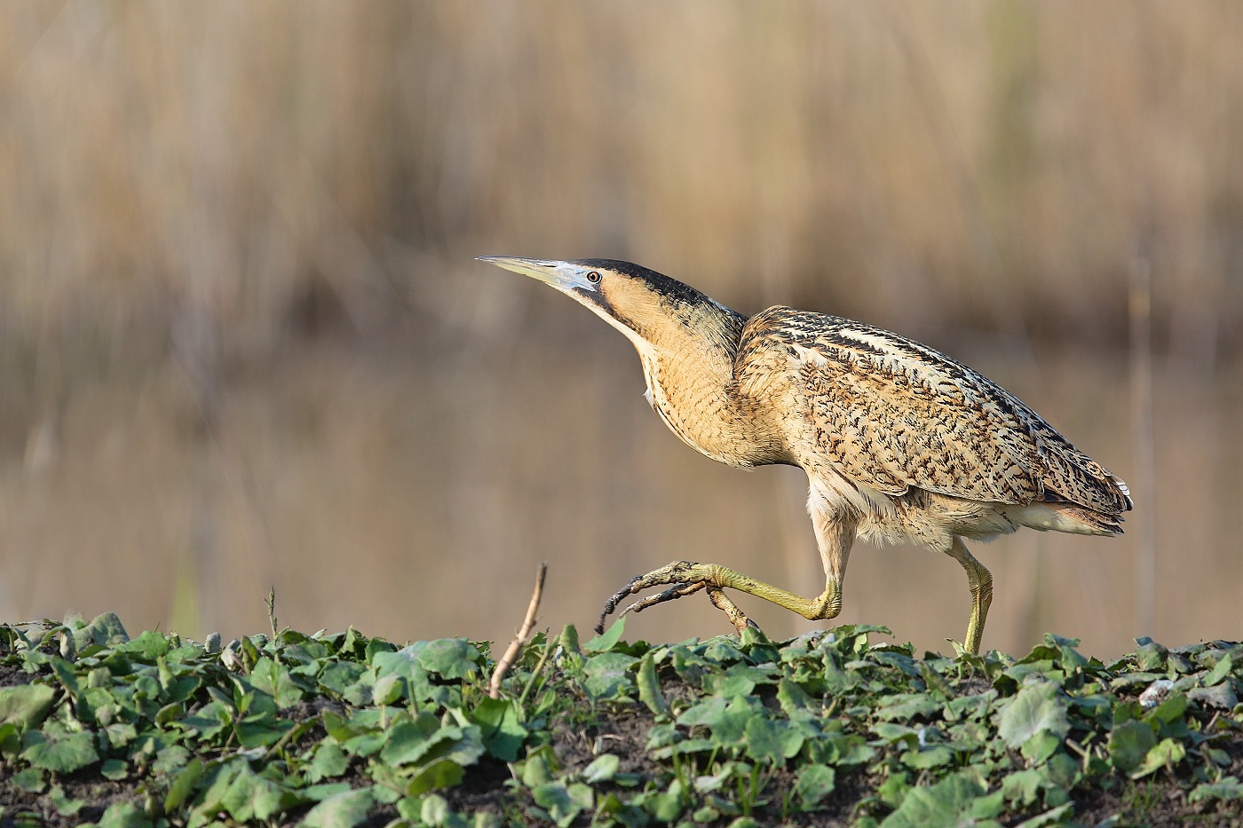 Bukač velký  ( Botaurus stellaris )