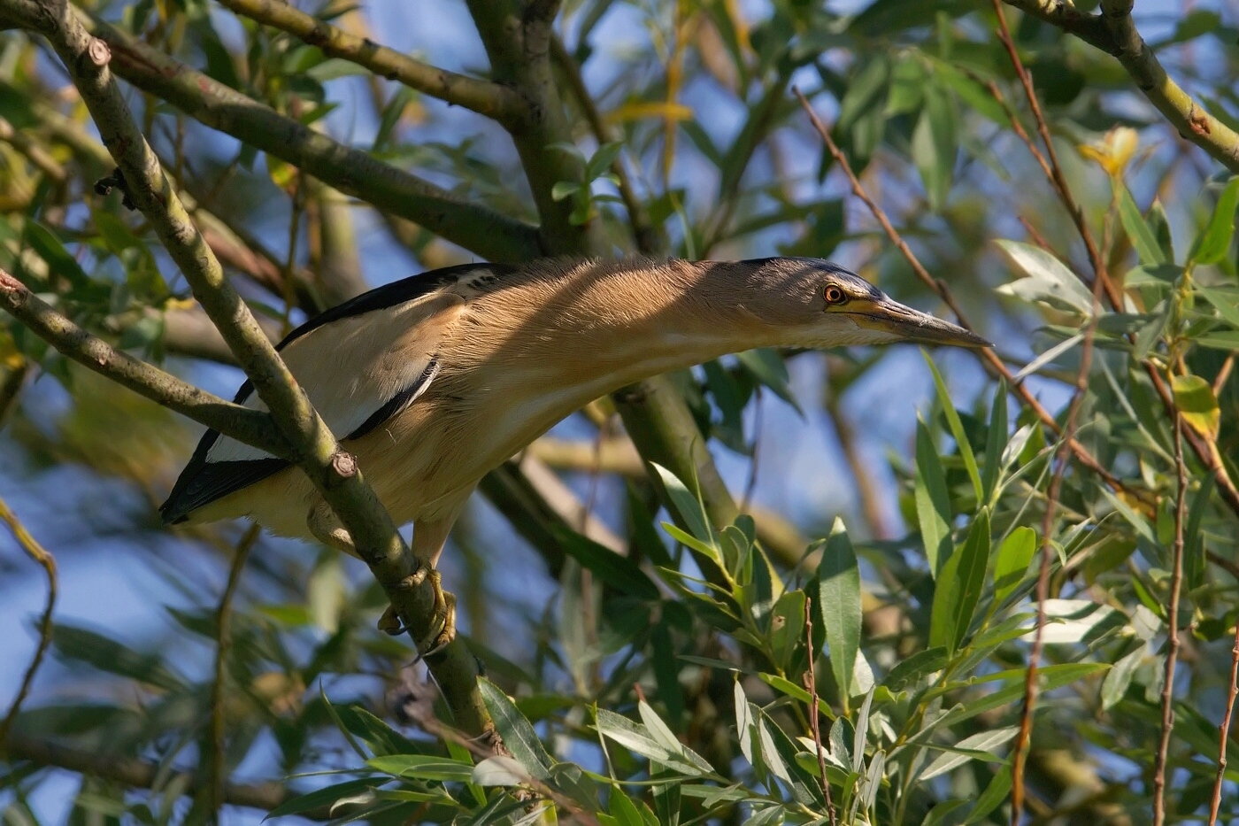 Bukáček malý  ( Ixobrychus minutus )