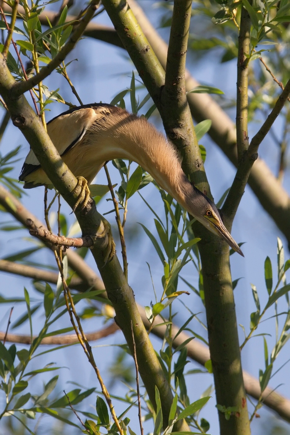 Bukáček malý  ( Ixobrychus minutus )