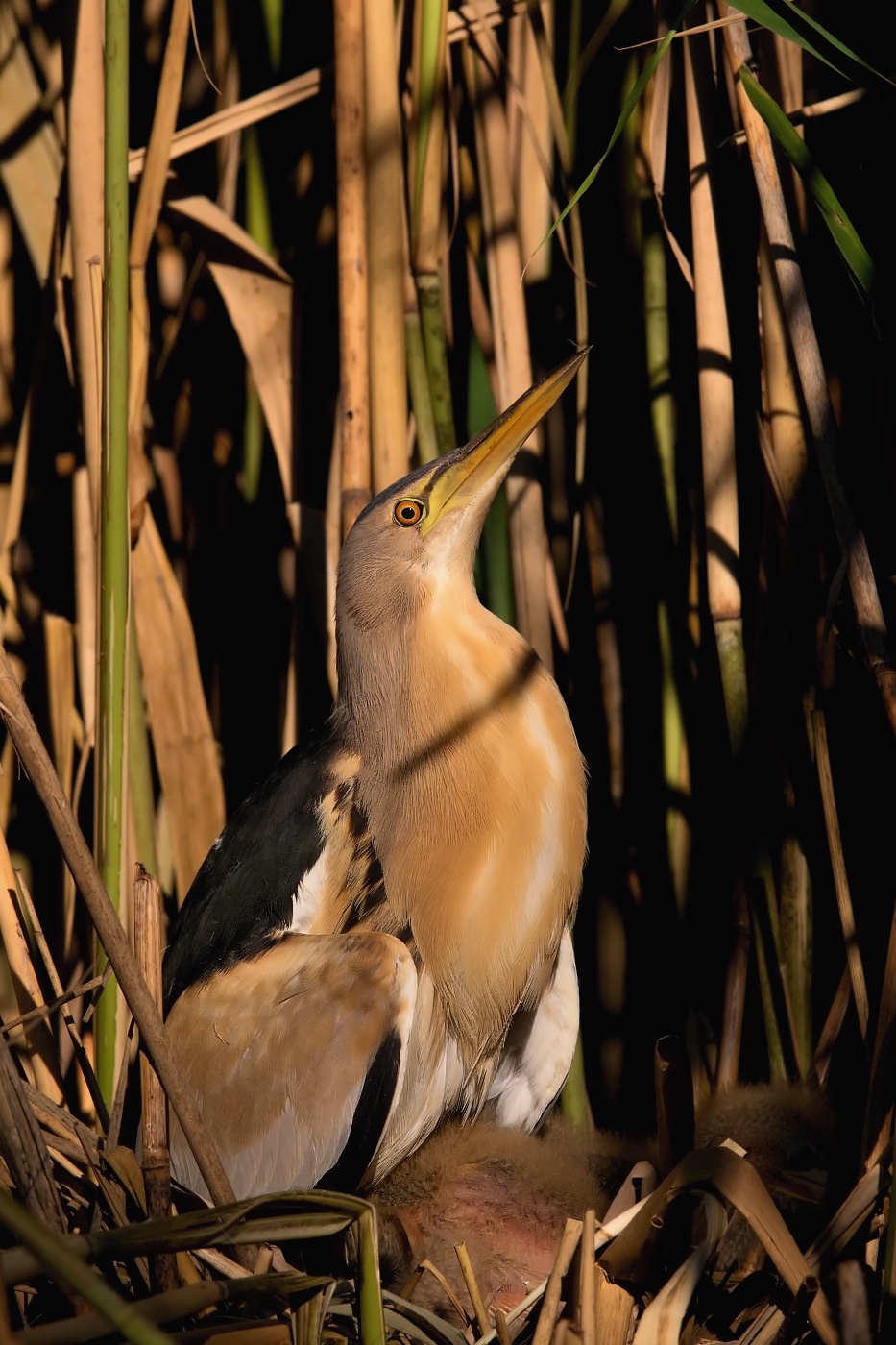 Bukáček malý  ( Ixobrychus minutus )