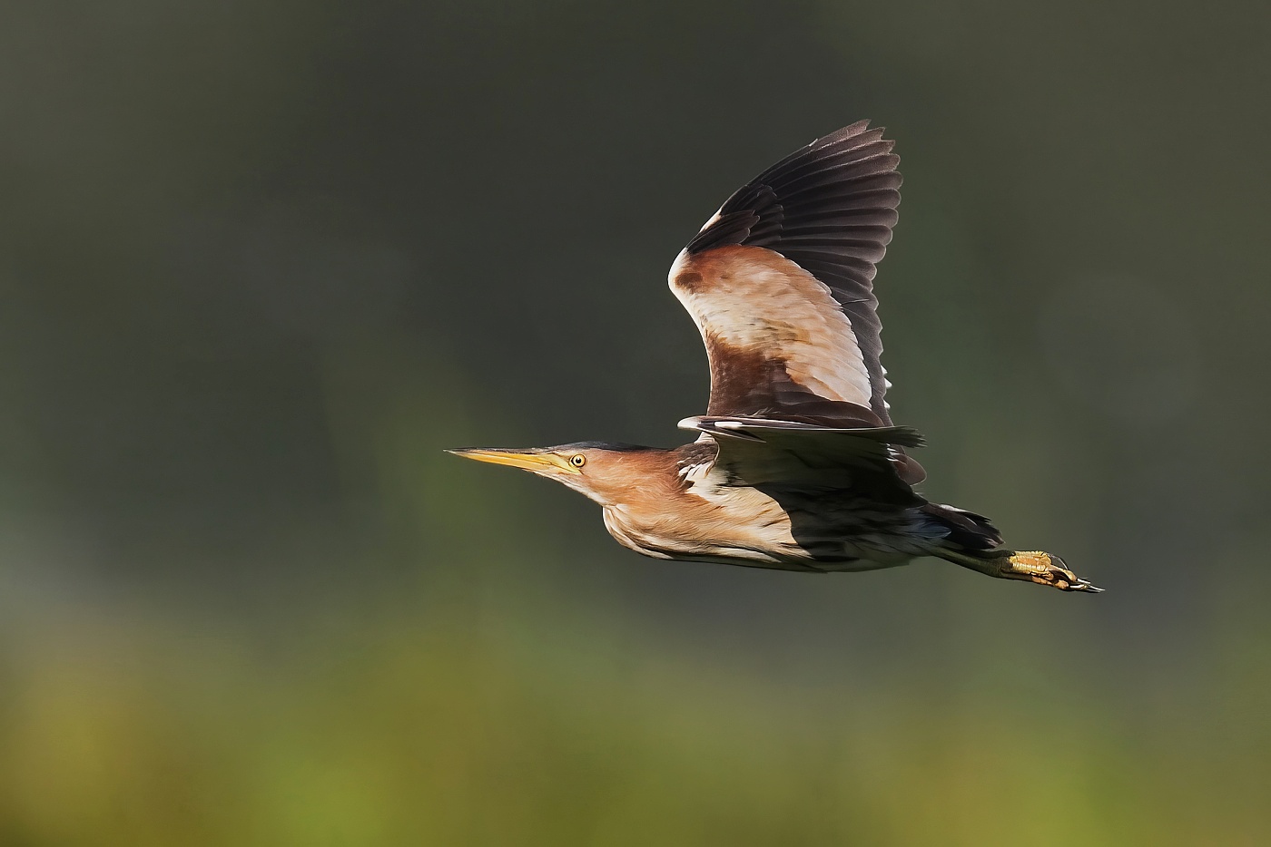 Bukáček malý  ( Ixobrychus minutus )