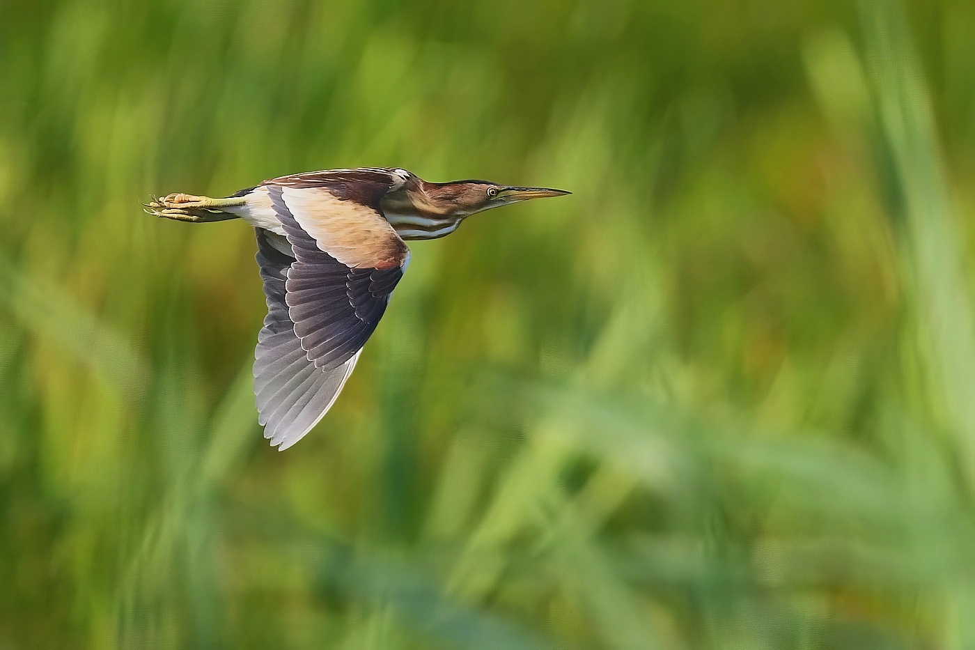 Bukáček malý  ( Ixobrychus minutus )