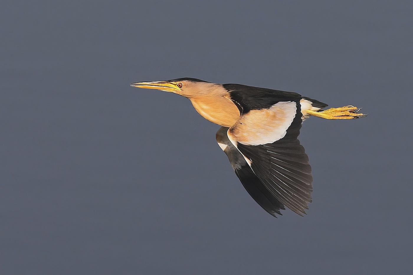 Bukáček malý  ( Ixobrychus minutus )