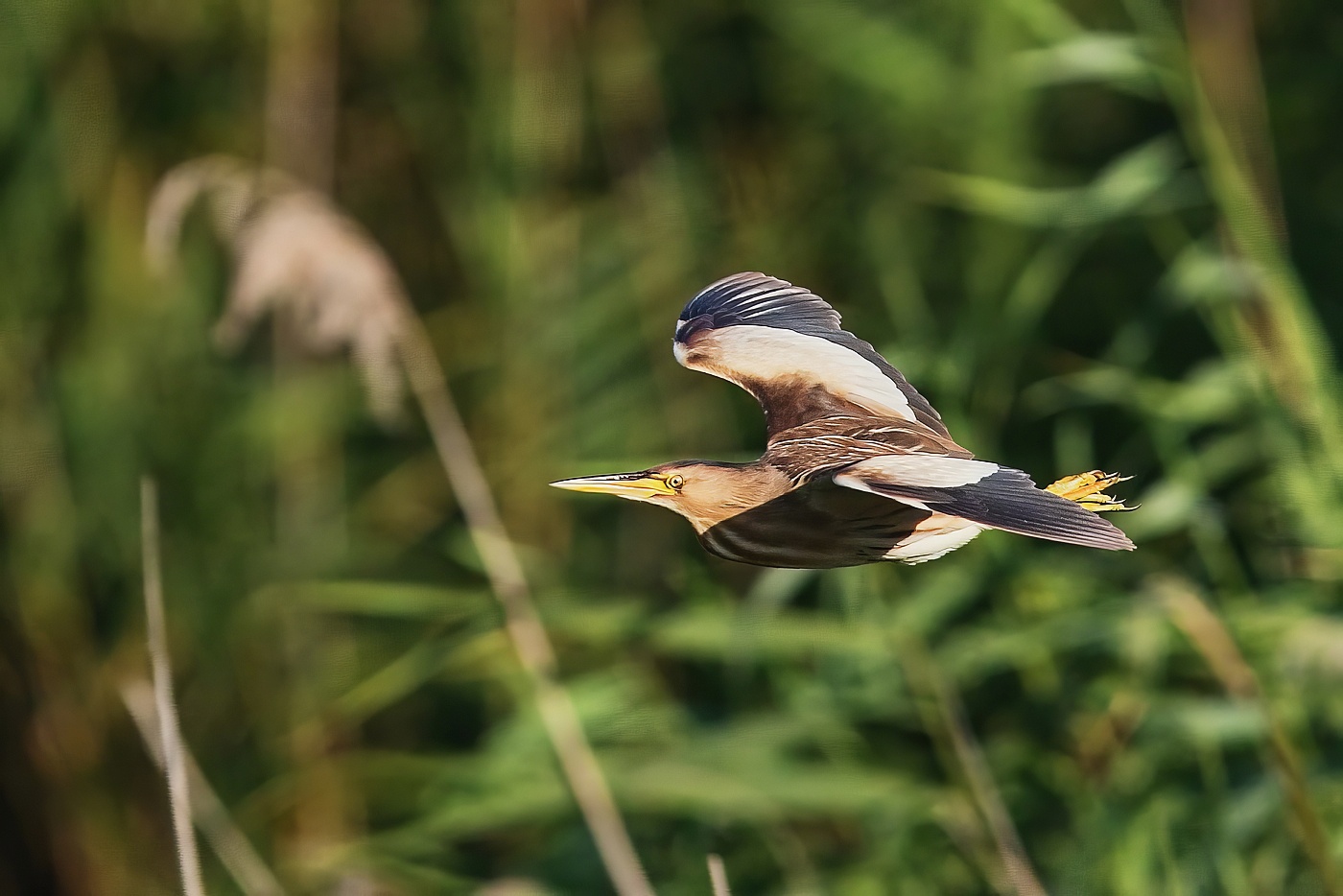 Bukáček malý  ( Ixobrychus minutus )