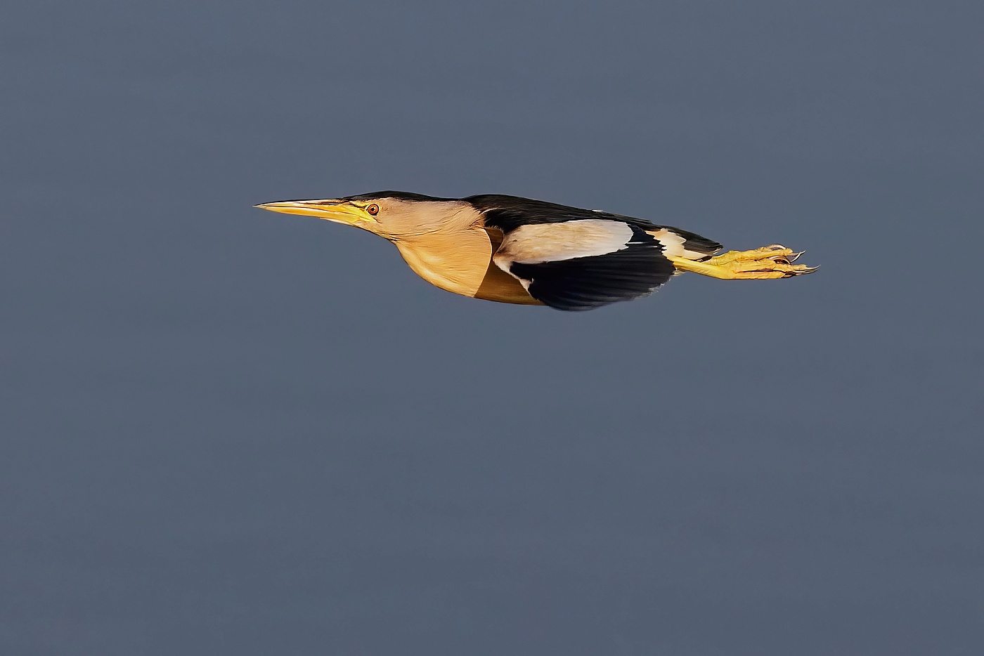 Bukáček malý  ( Ixobrychus minutus )