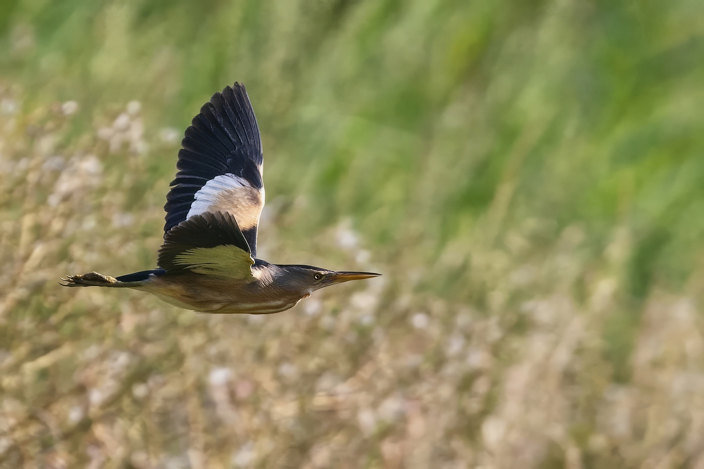 Bukáček malý  ( Ixobrychus minutus )